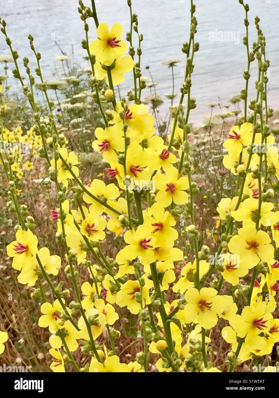 Verbascum plants growing by the sea in Assos, Cephalonia. Verbascum Olympicum, Greek mullein. Architectural. Perennial, yellow flowers with red stamens Stock Photo
