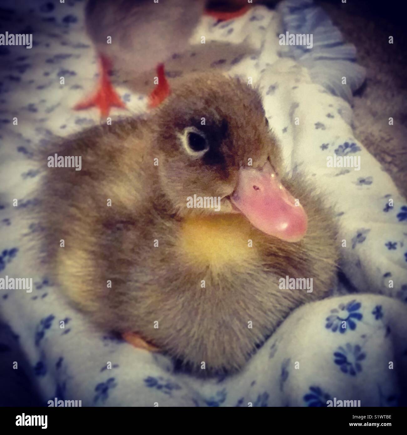 Baby Flower the miracle duck Stock Photo
