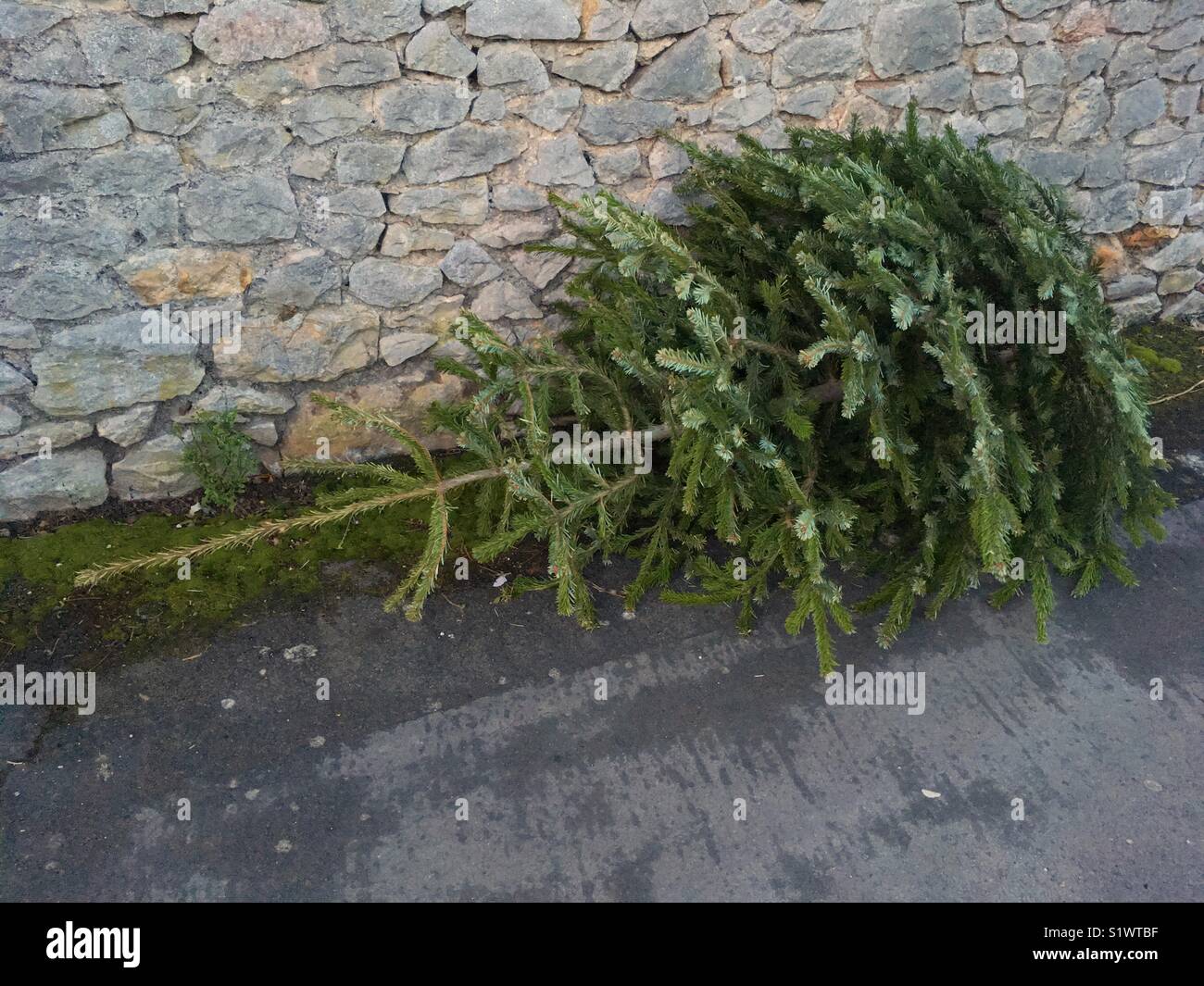 A Christmas tree awaits collection by the local authority’s recycling
