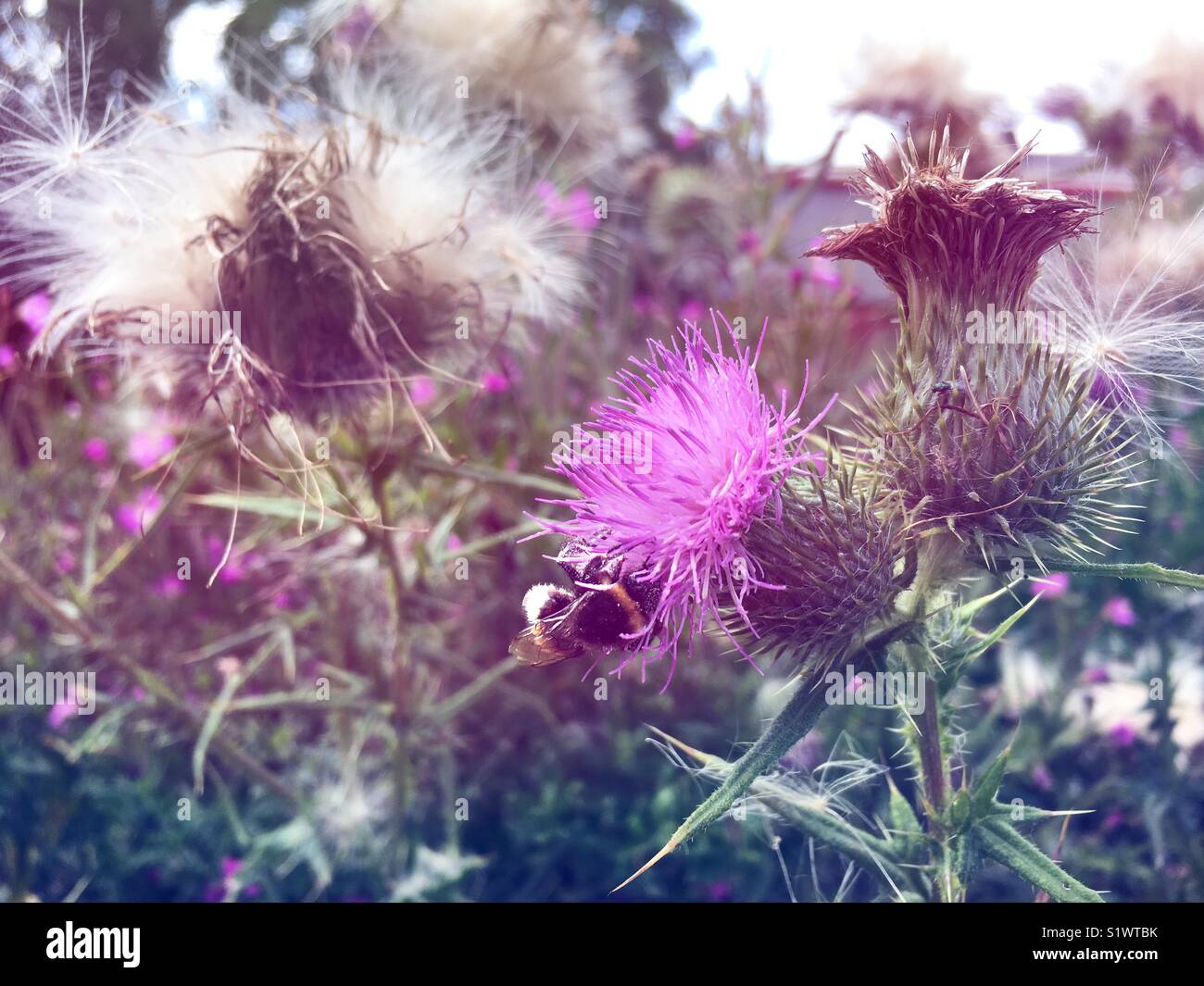 Bumblebee on purple thistle flower - Smartphone Captured Stock Image