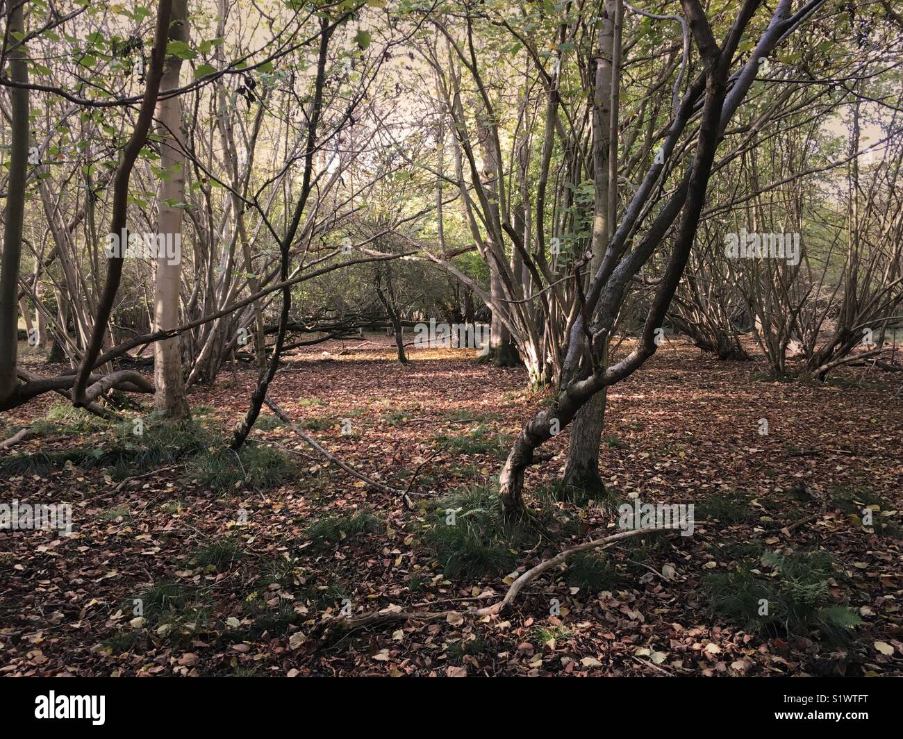 Country woodland scene in late autumn - Smartphone Captured Stock Image