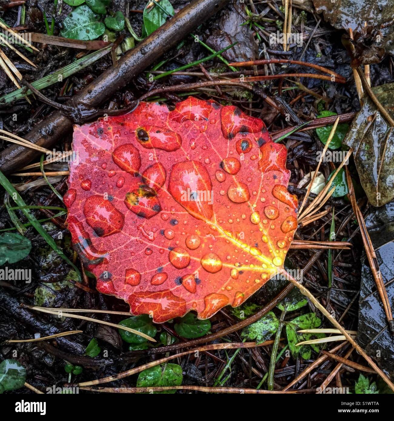 Raindrops on a Aspen leaf in autumn colors. - Smartphone Captured Stock Image
