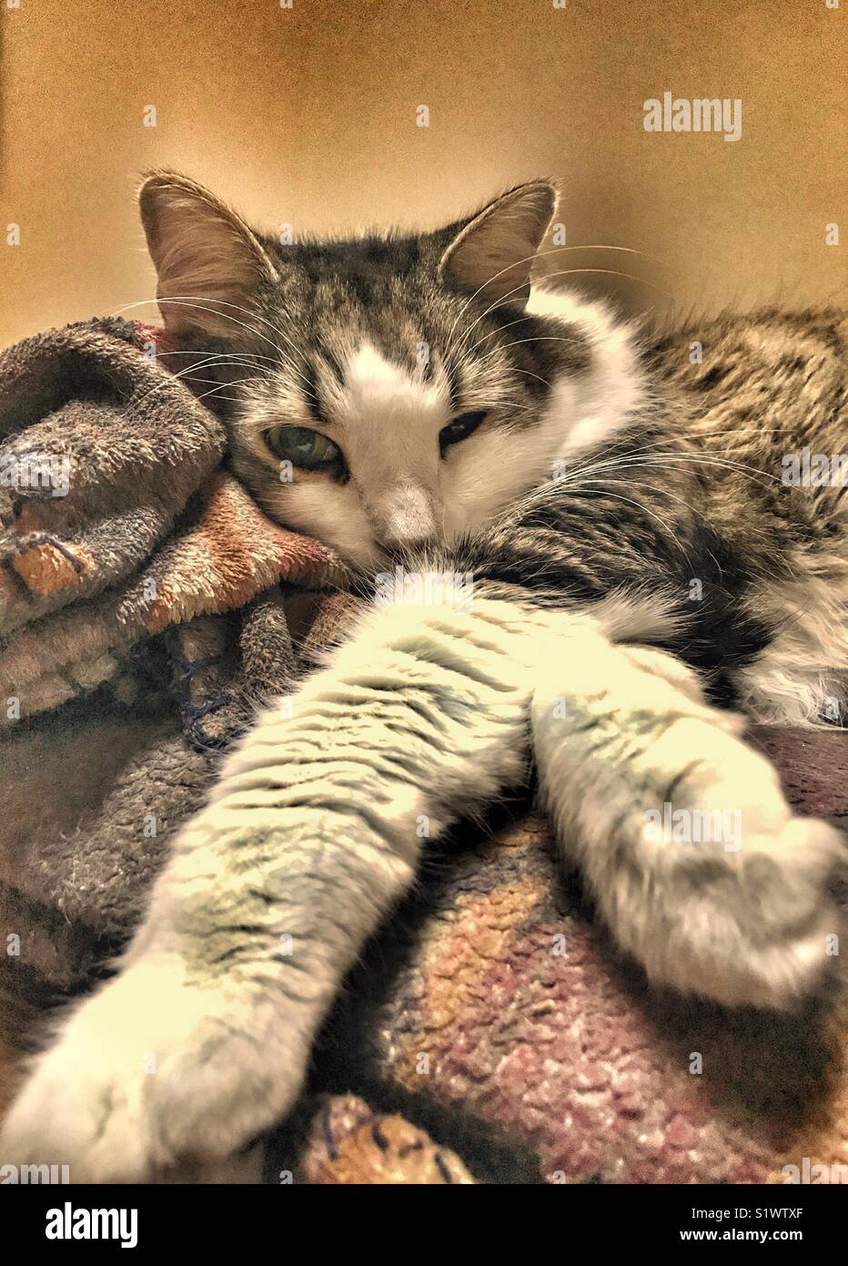 Cat nap interrupted Stock Photo
