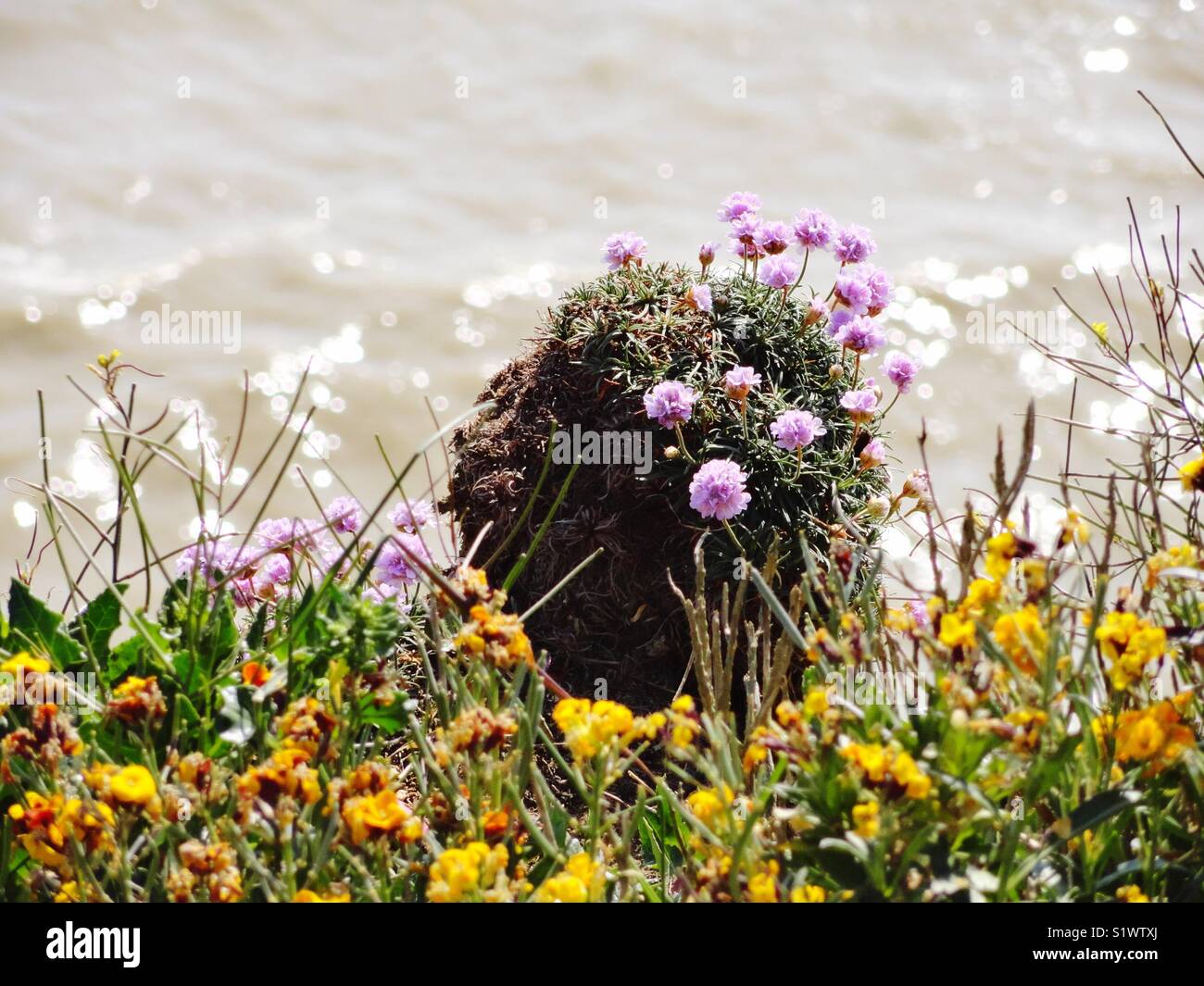 Cliffside Flowers Stock Photo