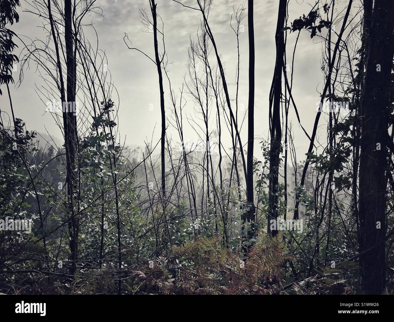 Fire damaged eucalyptus forest showing signs of regrowth on a foggy, wet day in the mid-altitude mountain region, Madeira, Portugal - Smartphone Captured Stock Image