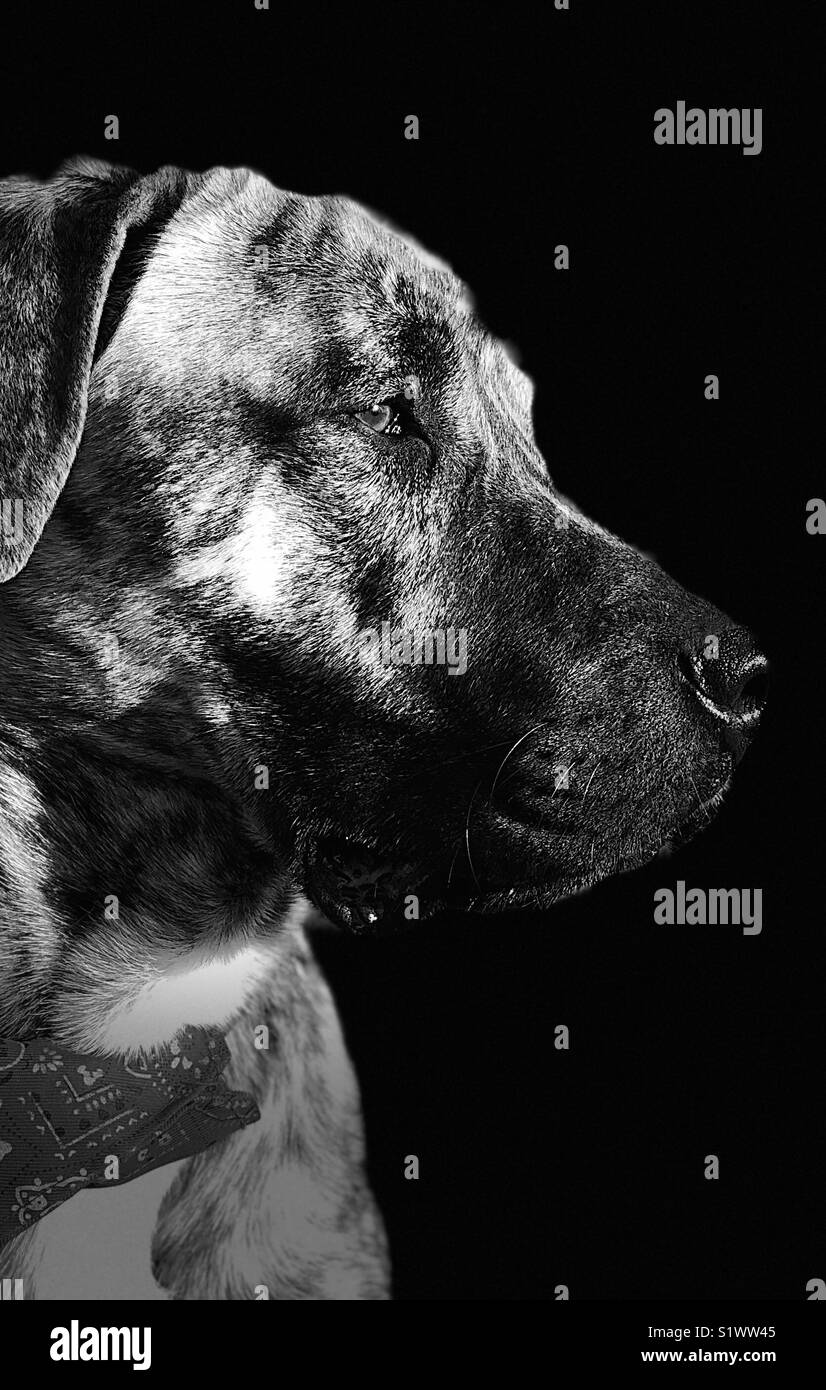 Sad dog Black and White Stock Photos & Images - Alamy