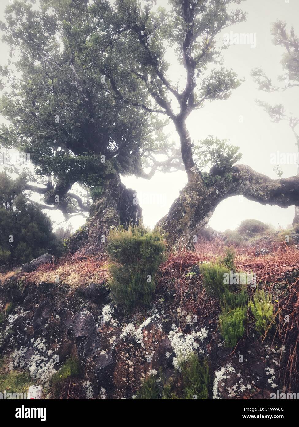Stinkwood tree, Ocotea foetens in old laurel forest or Laurisilva Forest, UNESCO World Heritage Site, Madeira, Portugal. - Smartphone Captured Stock Image