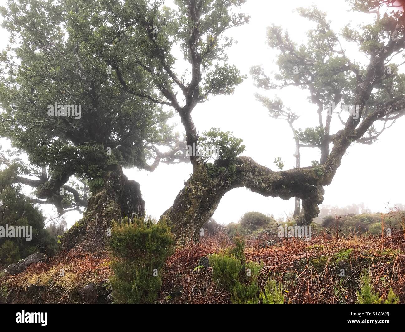 Stinkwood tree, Ocotea foetens in old laurel forest or Laurisilva Forest, UNESCO World Heritage Site, Madeira, Portugal. - Smartphone Captured Stock Image