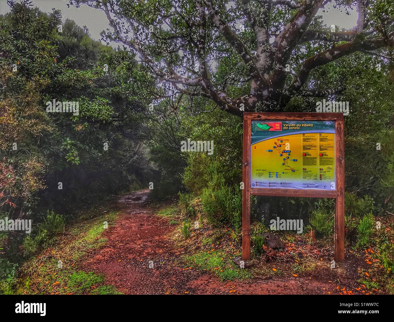 Signpost for walking track through old laurel forest or Laurisilva Forest, UNESCO World Heritage Site, Vereda da Ribeira da Janela, Madeira, Portugal. - Smartphone Captured Stock Image