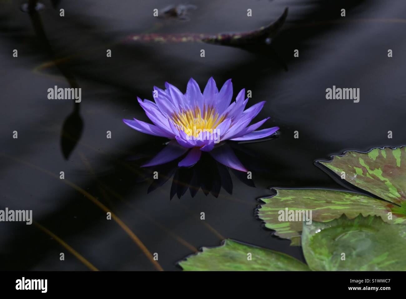 Lotus flower, Japan Stock Photo Alamy