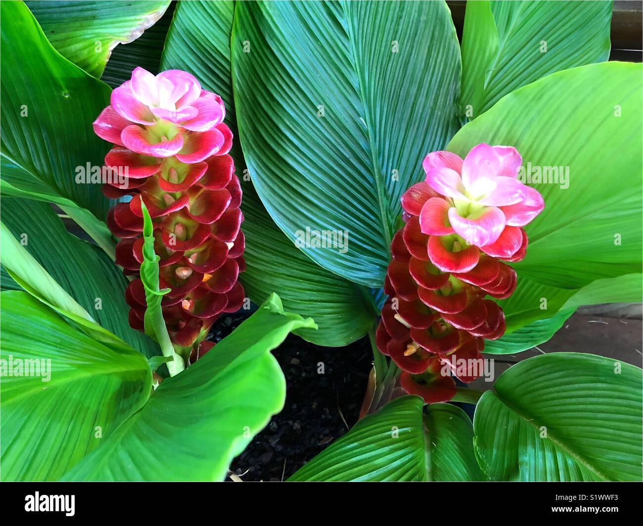 turmeric flowers Stock Photo