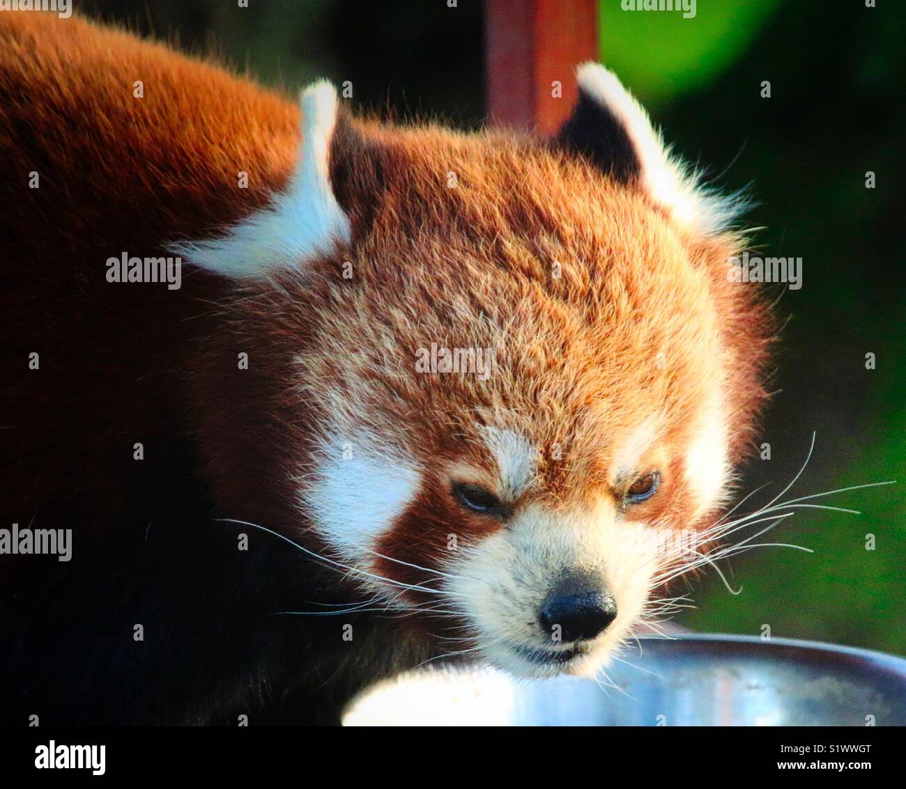 Red Panda Stock Photo