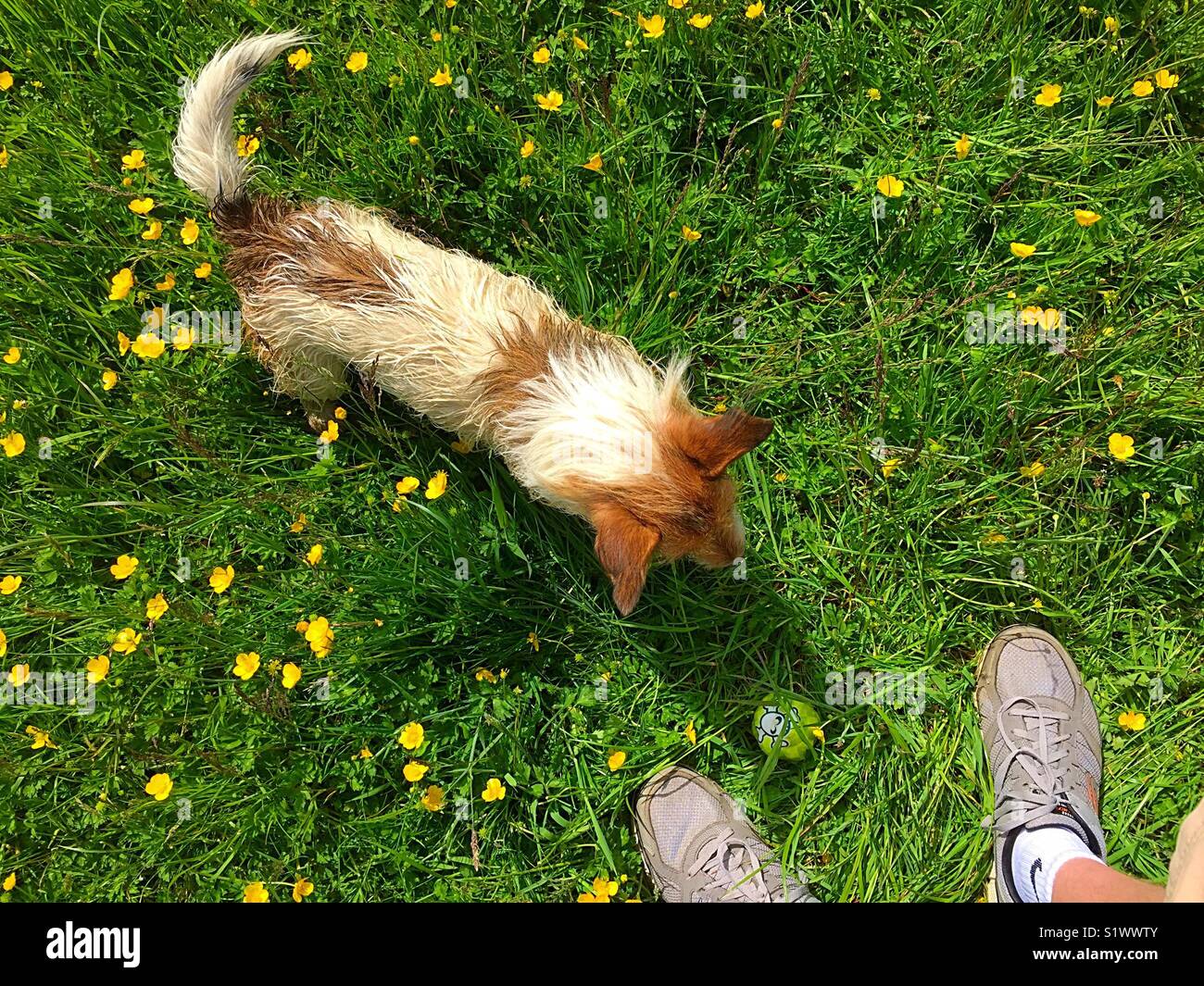Looking Down At Dog With Ball - Smartphone Captured Stock Image