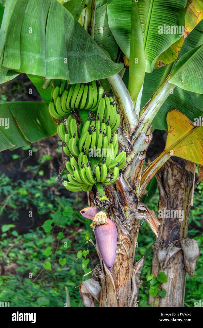 Bananas still on the tree on the island of Bora-Bora in French Polynesia in the South Pacific - Smartphone Captured Stock Image