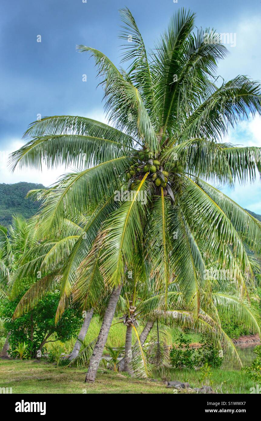 Palm trees on the island of Bora-Bora in French Polynesia in the South Pacific - Smartphone Captured Stock Image