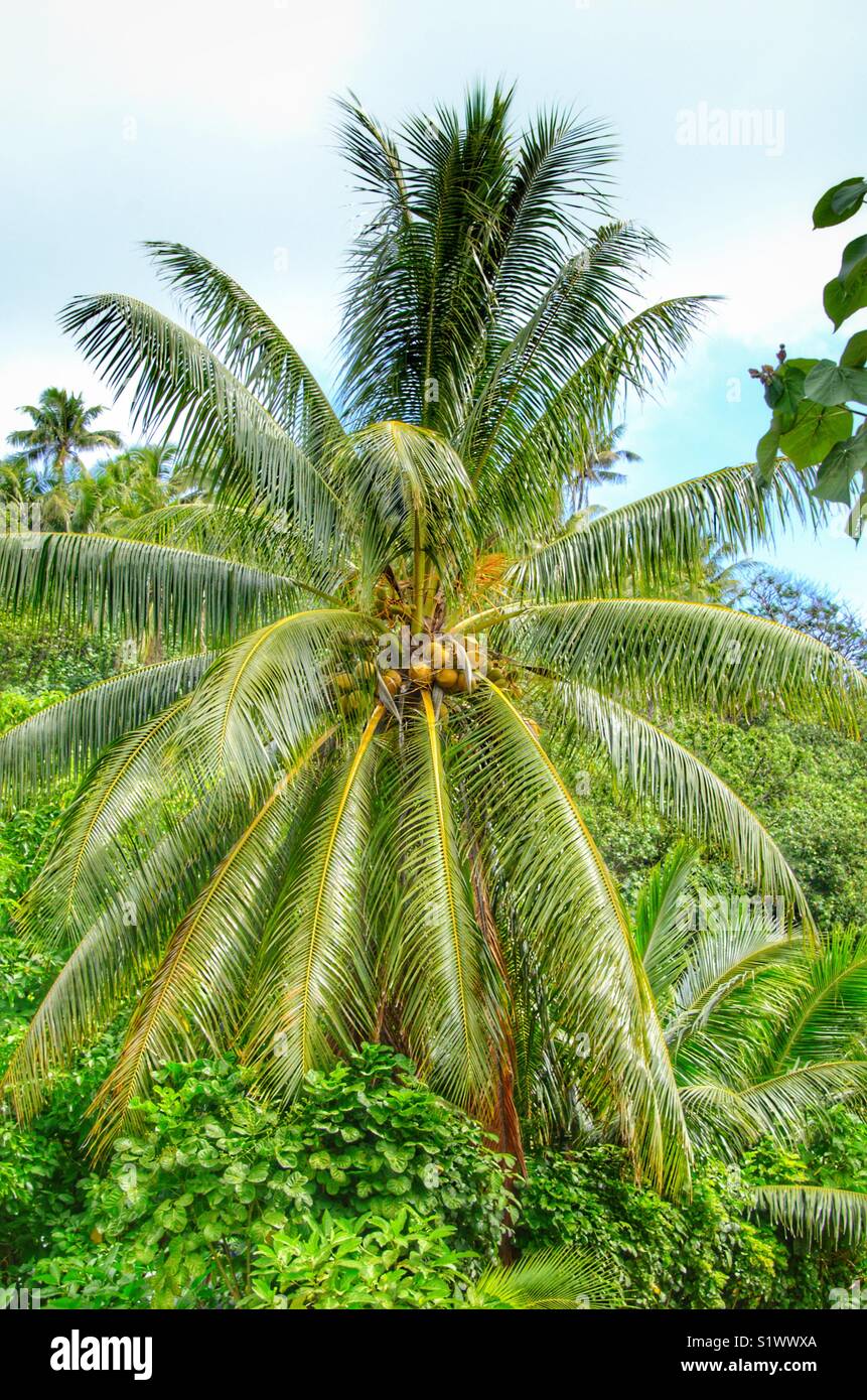 Palm trees with coconuts on the main island of Bora-Bora in French Polynesia in the South Pacific Stock Photo