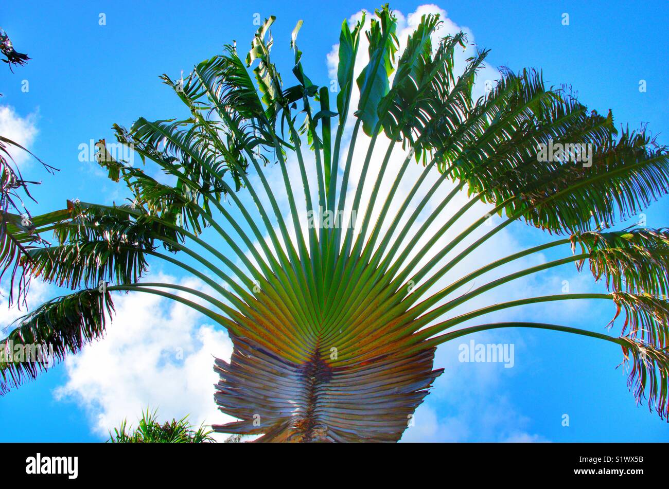 Palm tree on Bora-Bora island in the French Polynesia, South Pacific - Smartphone Captured Stock Image