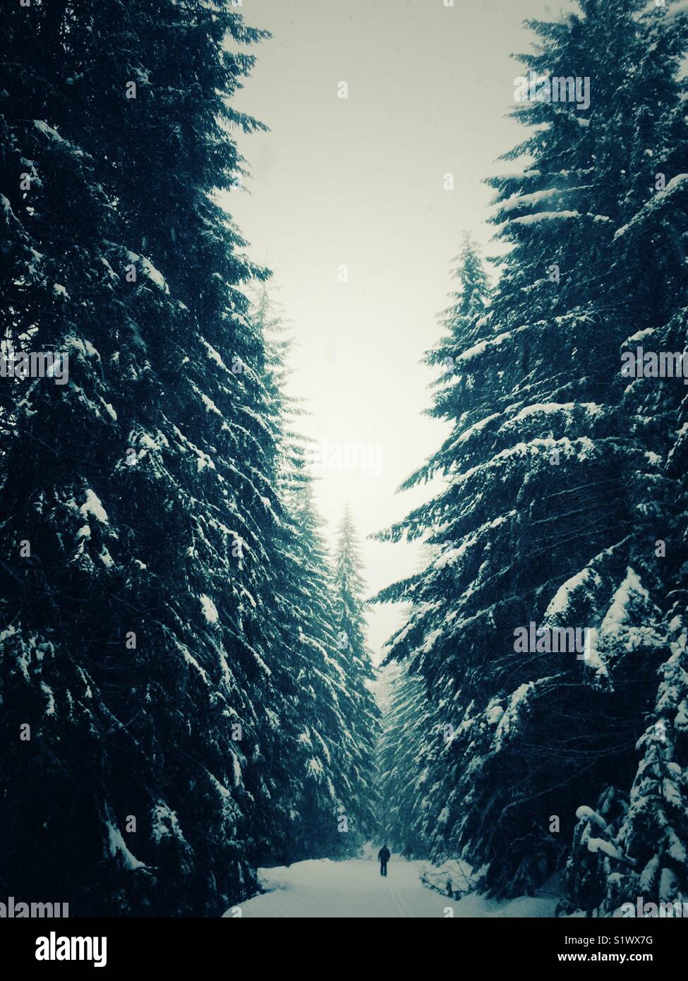 Snowshoeing in the winter wonderland - Smartphone Captured Stock Image