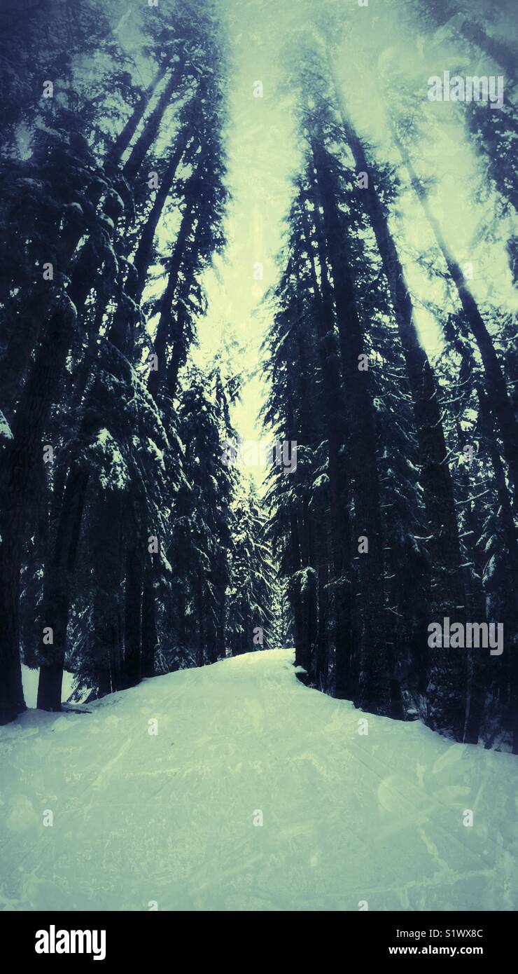 Very tall trees in the snowy forest Stock Photo