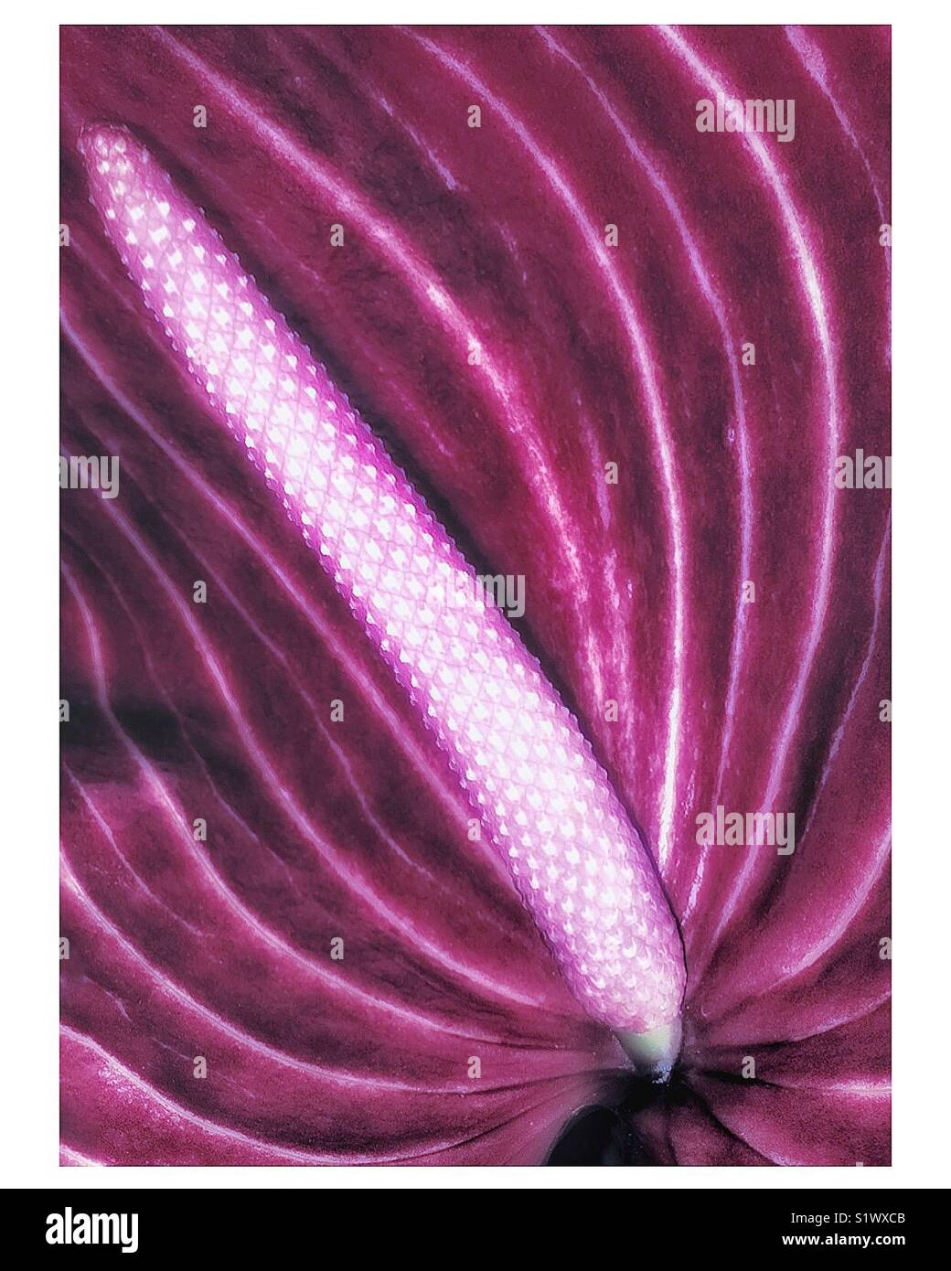 Peace lily pink flower. - Smartphone Captured Stock Image