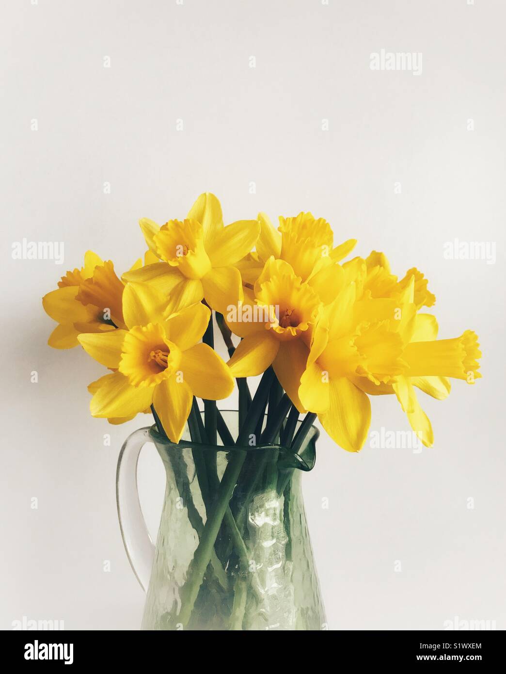Daffodils In A Green Glass Vase Against A Plain Background Stock