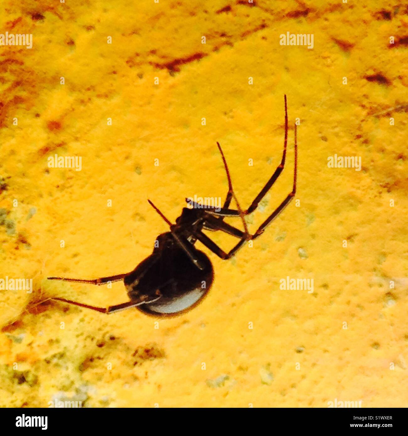 Big spider on yellow background Stock Photo