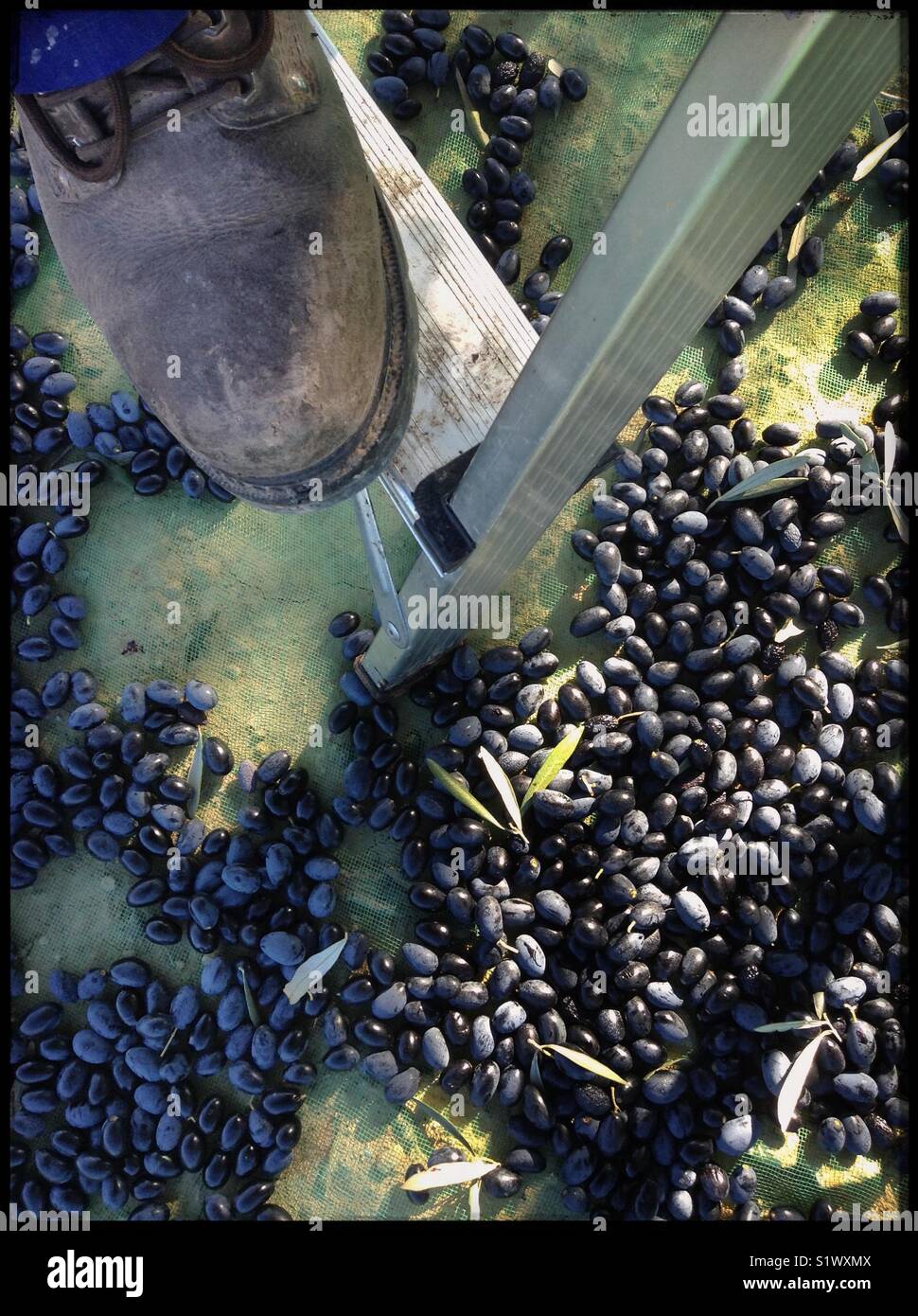Hand-harvesting Empeltre olives, Catalonia, Spain. - Smartphone Captured Stock Image