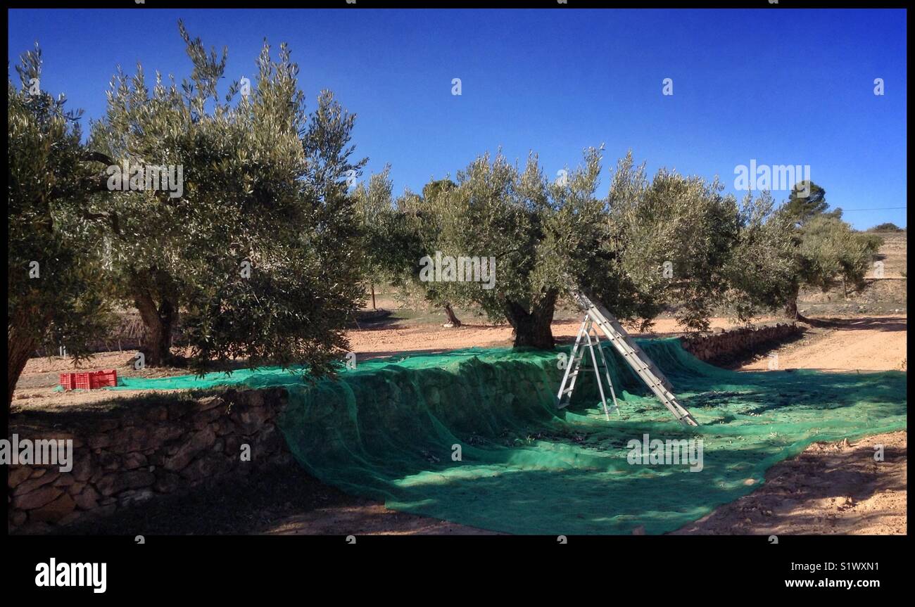 Hand-harvesting Empeltre olives, Catalonia, Spain. - Smartphone Captured Stock Image