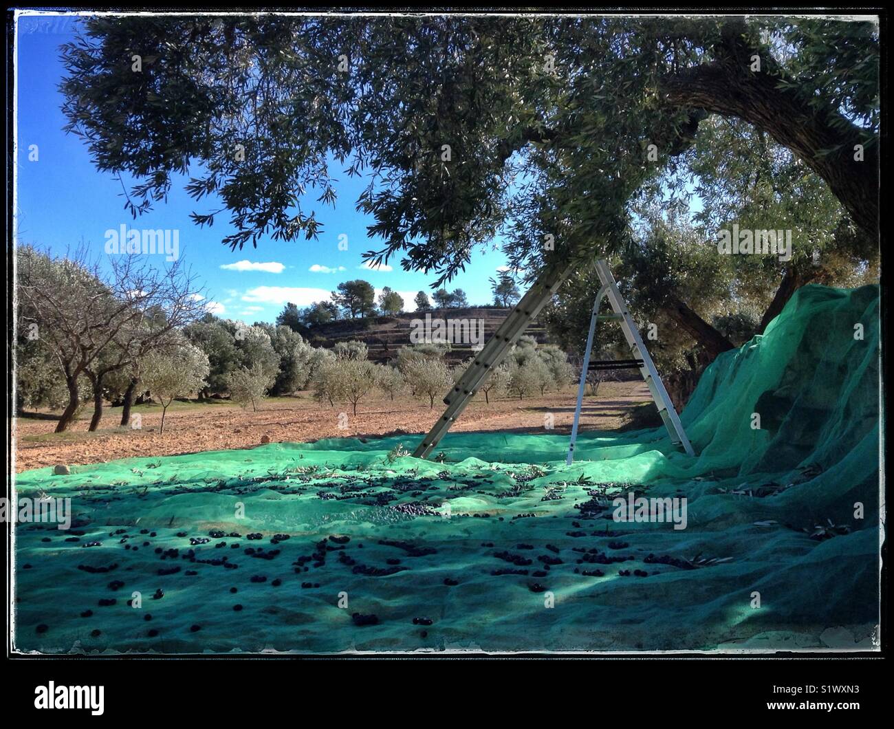 Hand-harvesting Empeltre olives, Catalonia, Spain. - Smartphone Captured Stock Image