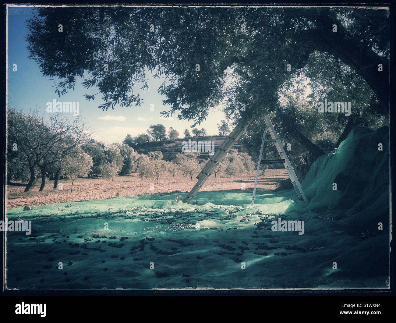 Hand-harvesting Empeltre olives, Catalonia, Spain. - Smartphone Captured Stock Image