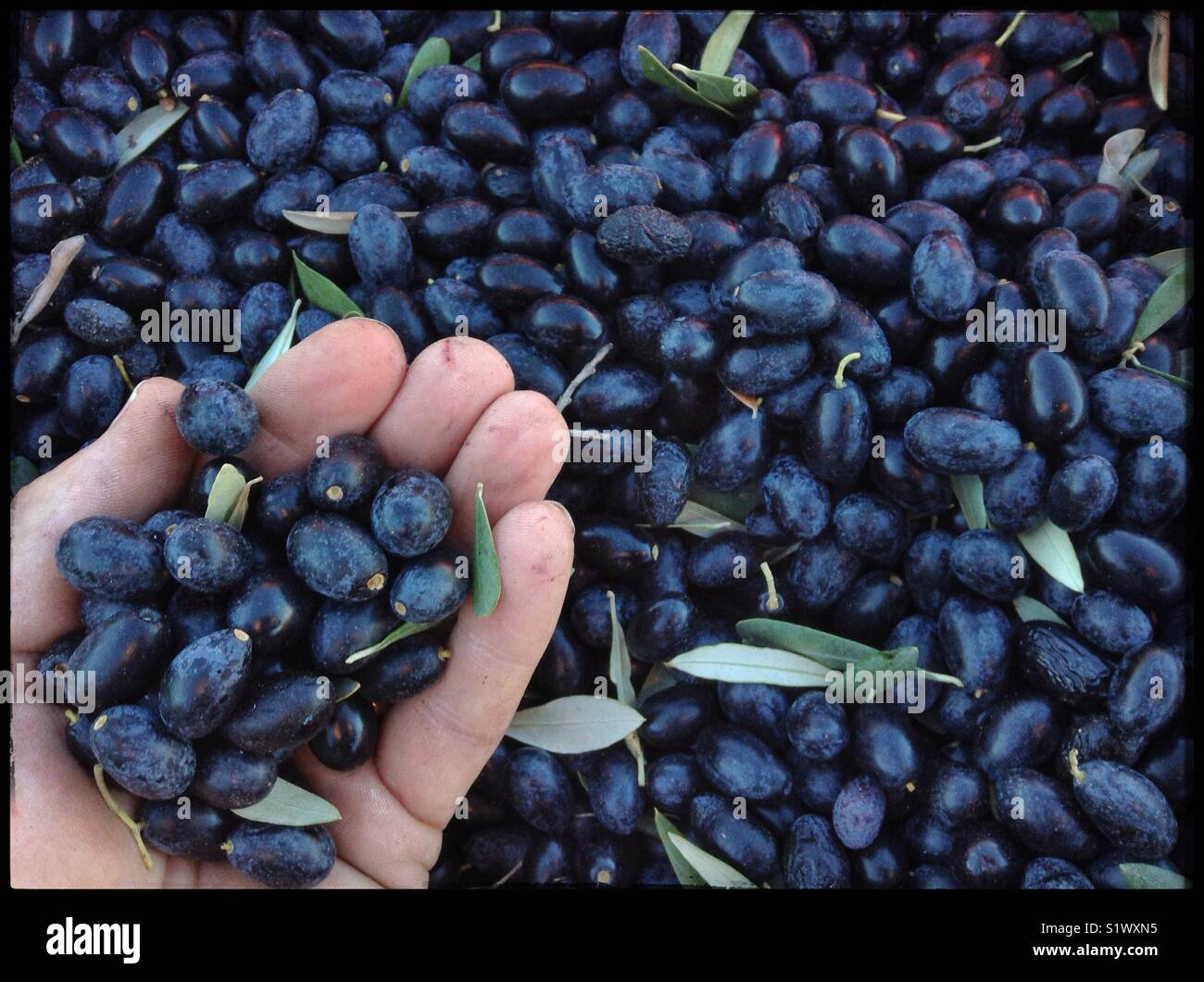 Hand-harvesting Empeltre olives, Catalonia, Spain. - Smartphone Captured Stock Image