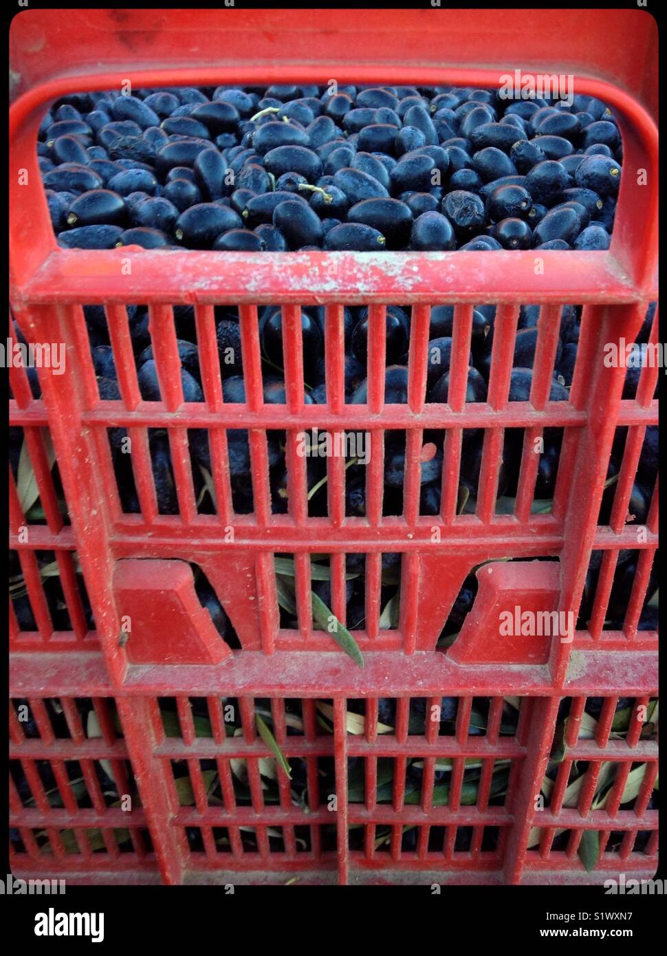 Hand-harvesting Empeltre olives, Catalonia, Spain. - Smartphone Captured Stock Image