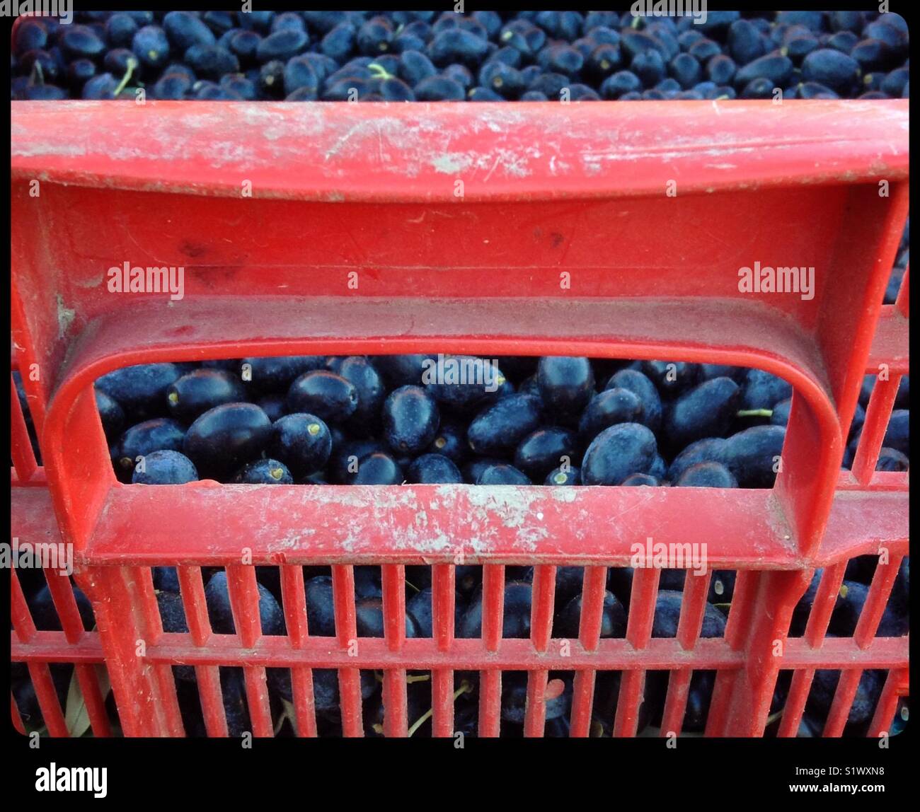 Hand-harvesting Empeltre olives, Catalonia, Spain. - Smartphone Captured Stock Image