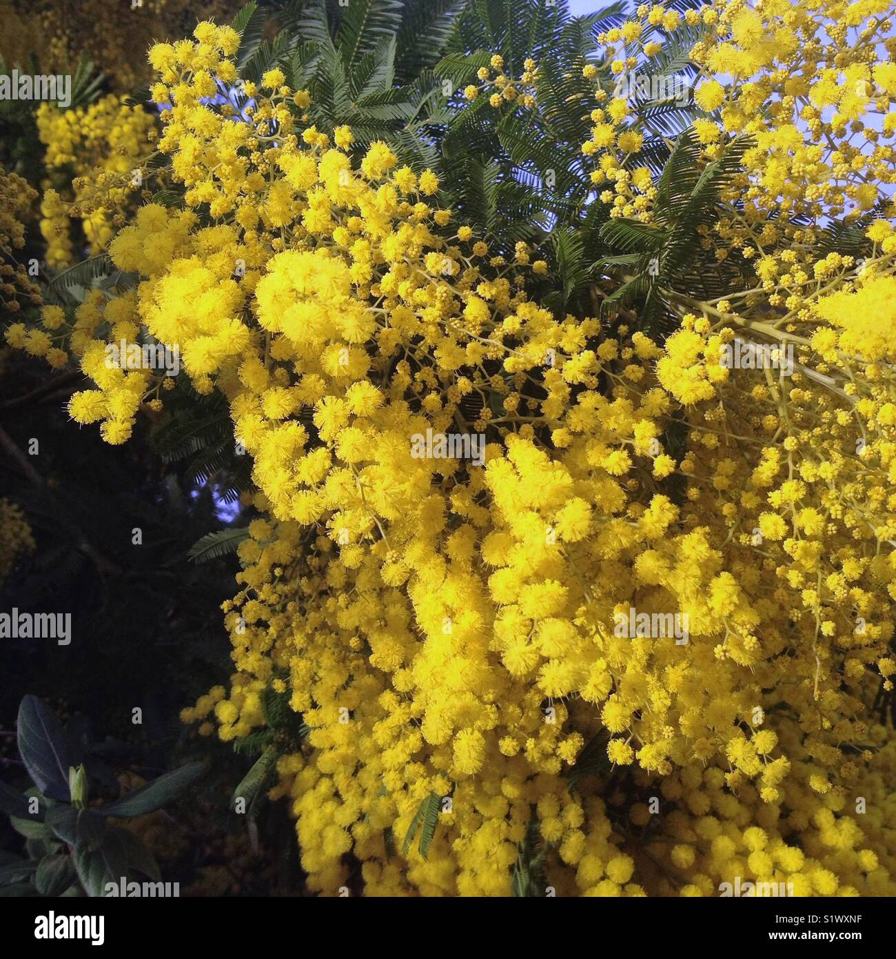 Mimosa in bloom Stock Photo