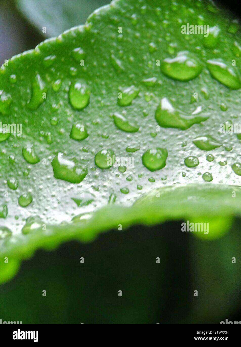 Water print after Rain Stock Photo Alamy