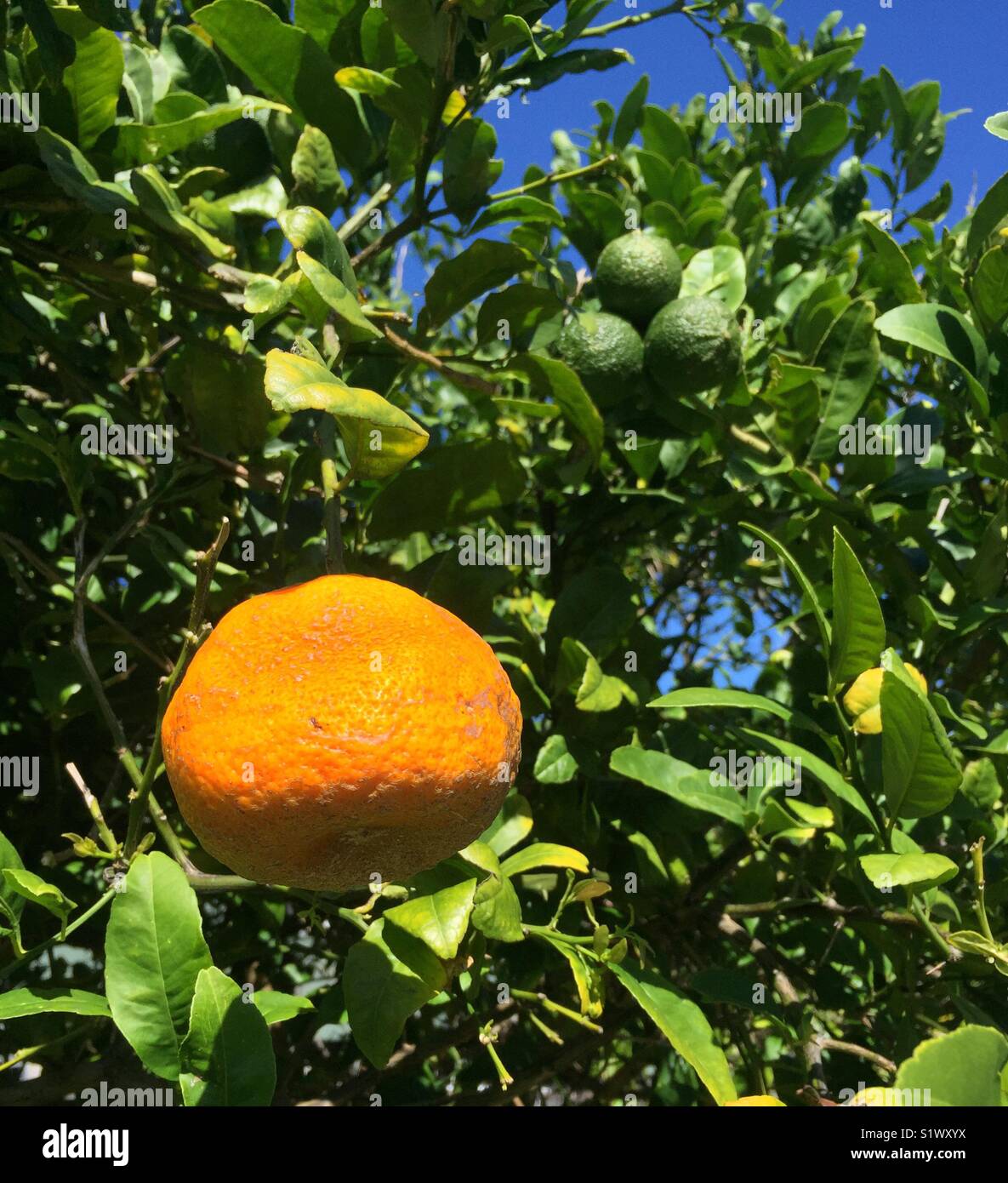 Lime plant hi-res stock photography and images - Alamy