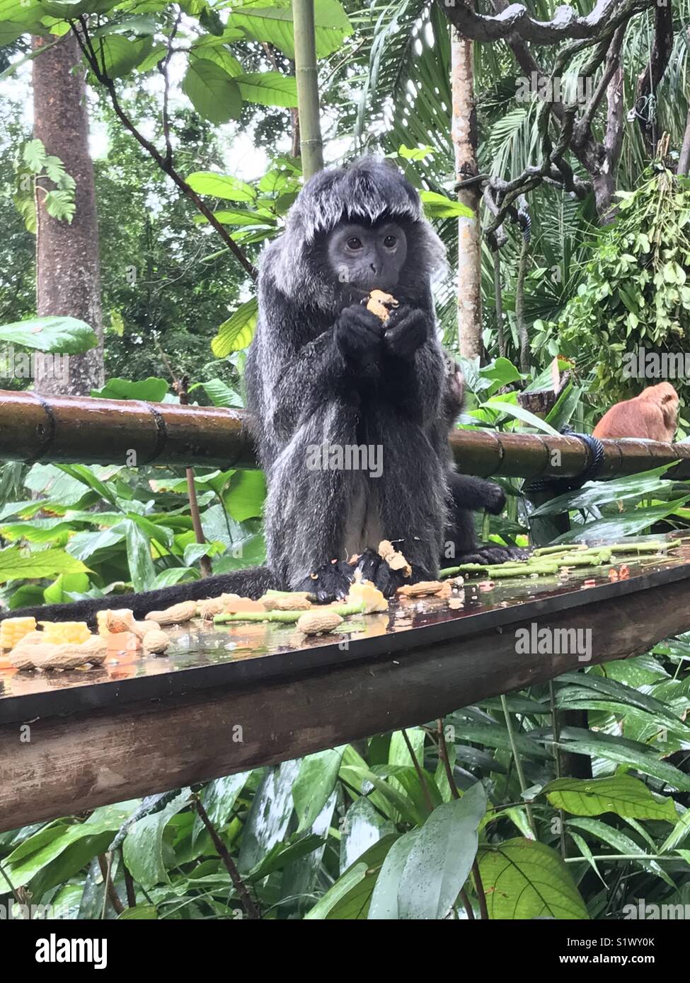 Peanut eating monkey hi-res stock photography and images - Alamy