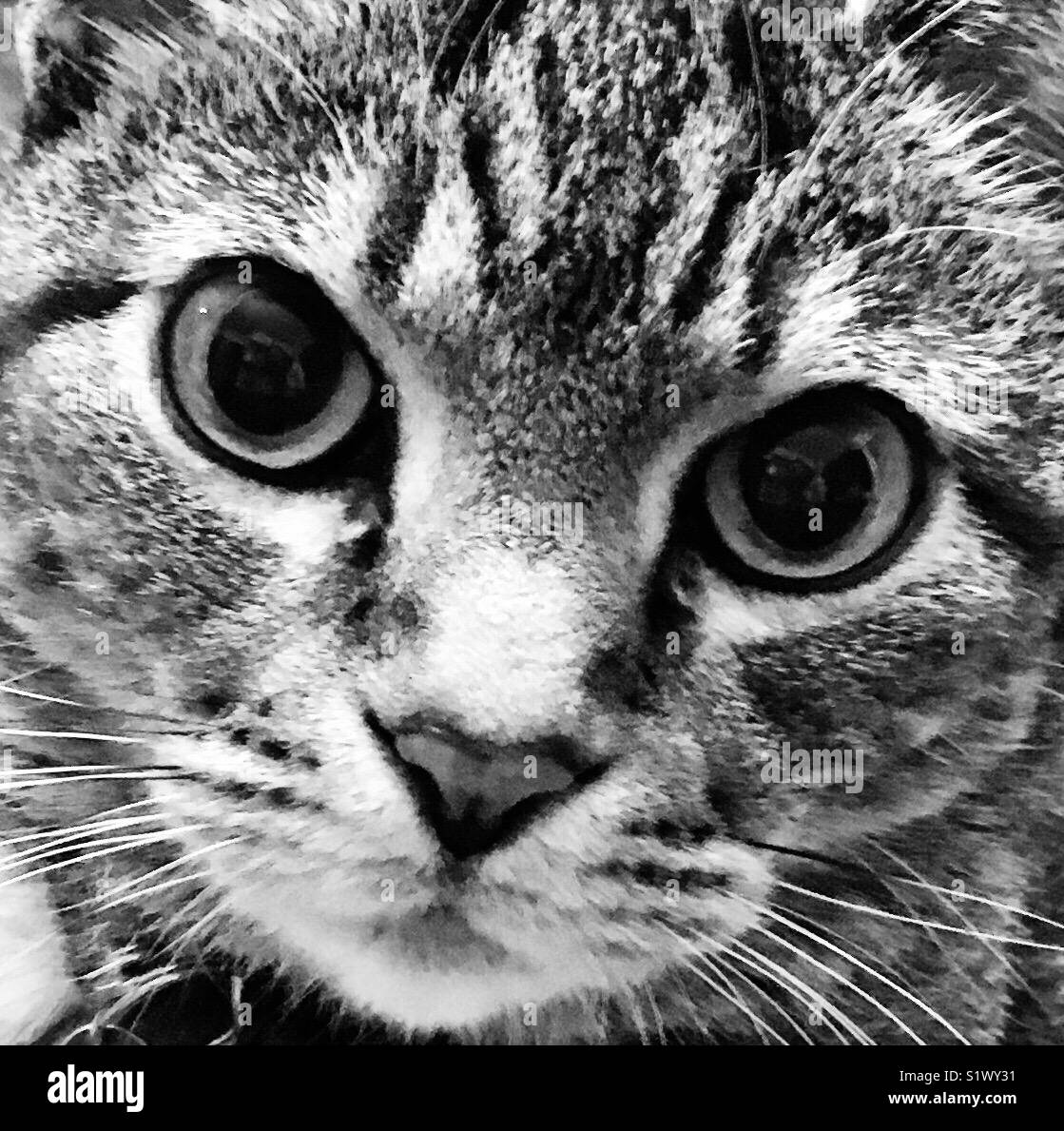 Portrait of a domestic tabby cat Stock Photo - Alamy