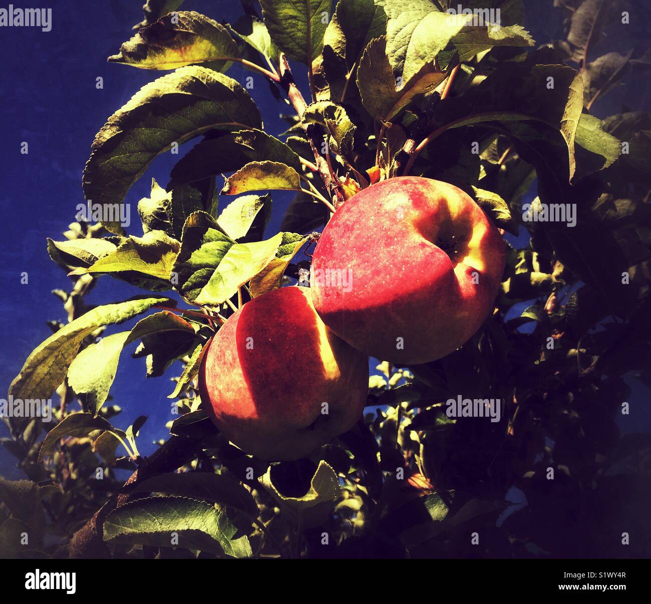 Ripe Apples on a tree branch Stock Photo - Alamy