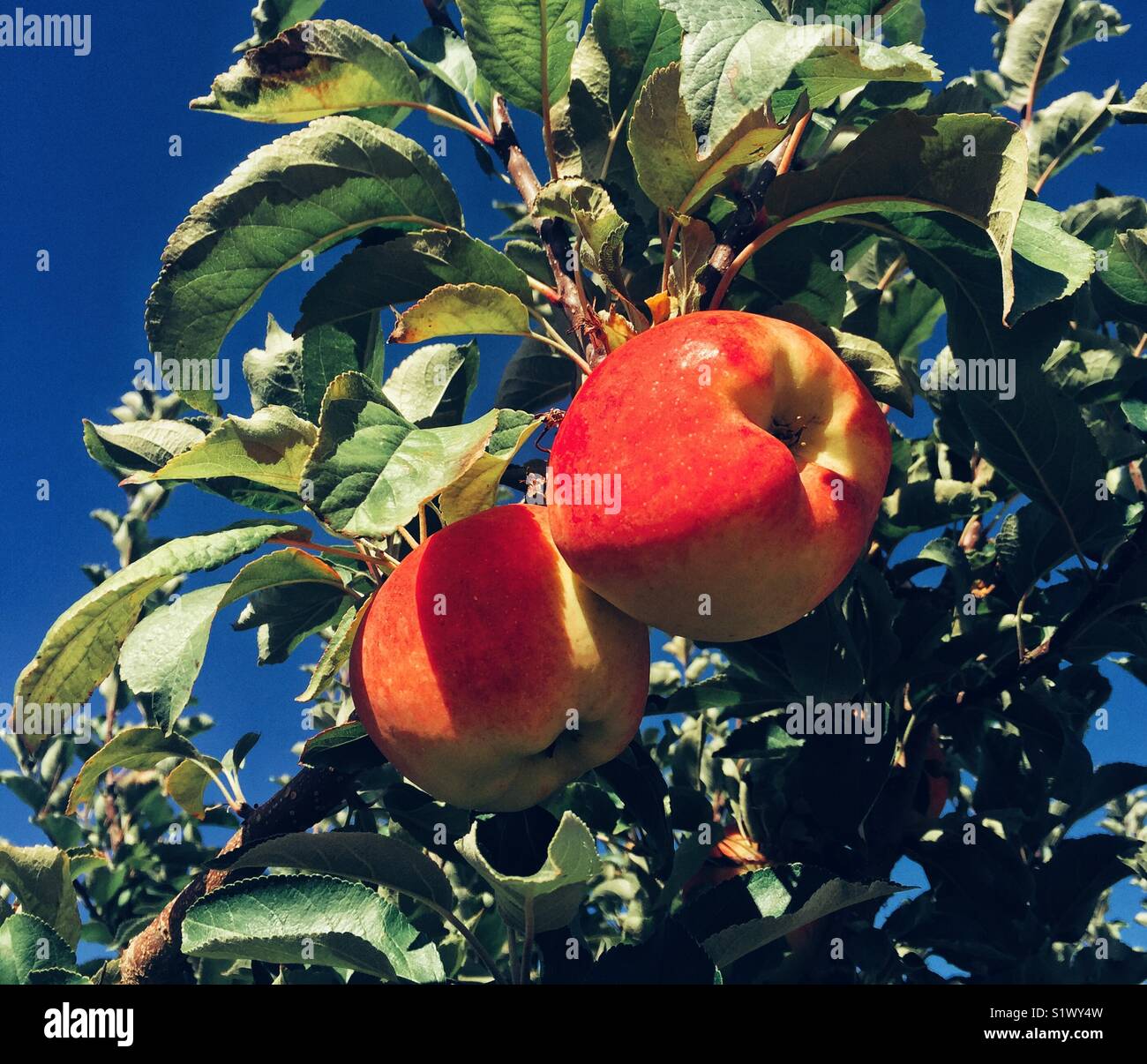 Two large red ripe apples on a tree branch Stock Photo - Alamy