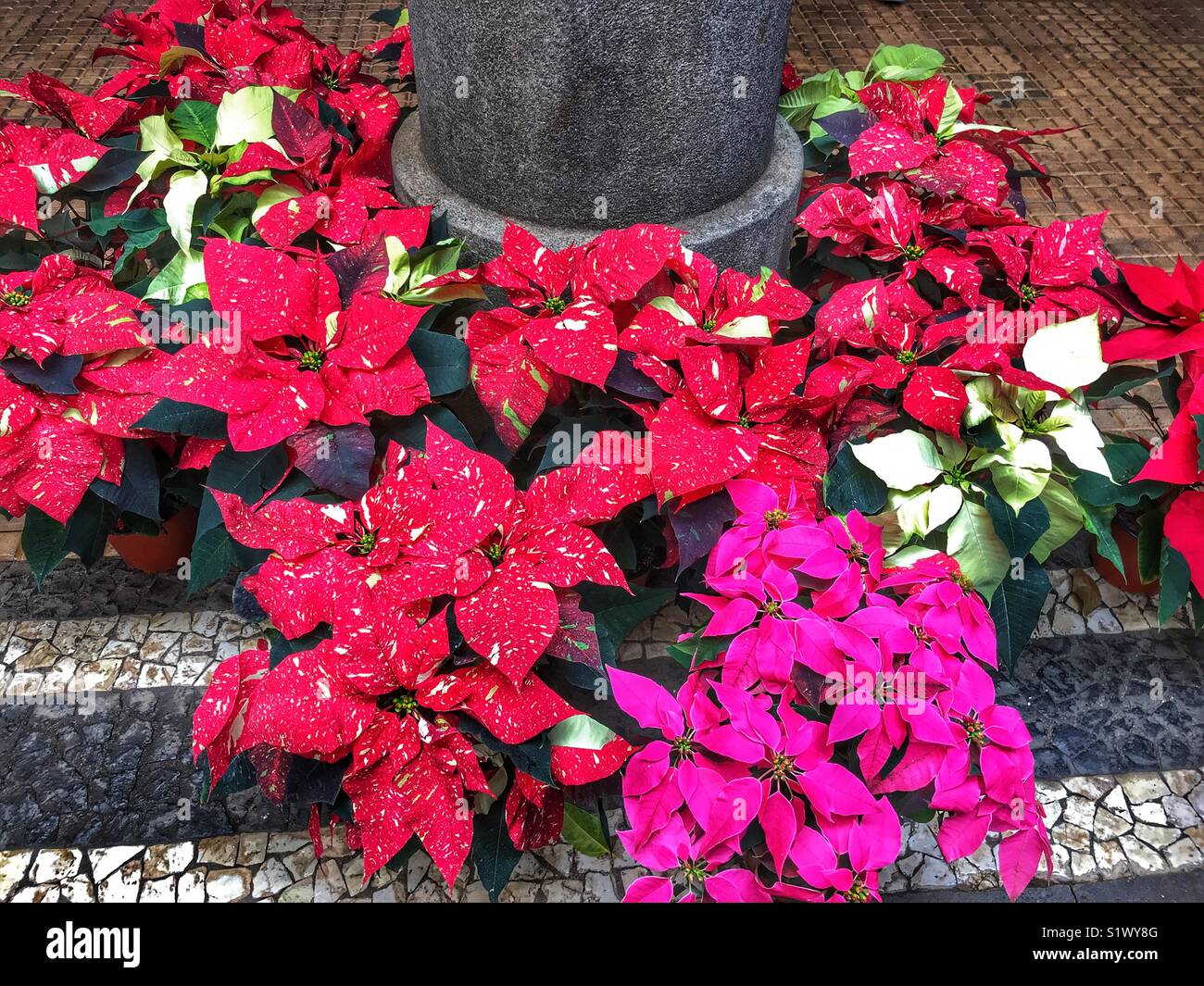 Poinsettias for sale on a plant stall at the Mercado dos Lavradores, Funchal, Madeira, Portugal - Smartphone Captured Stock Image