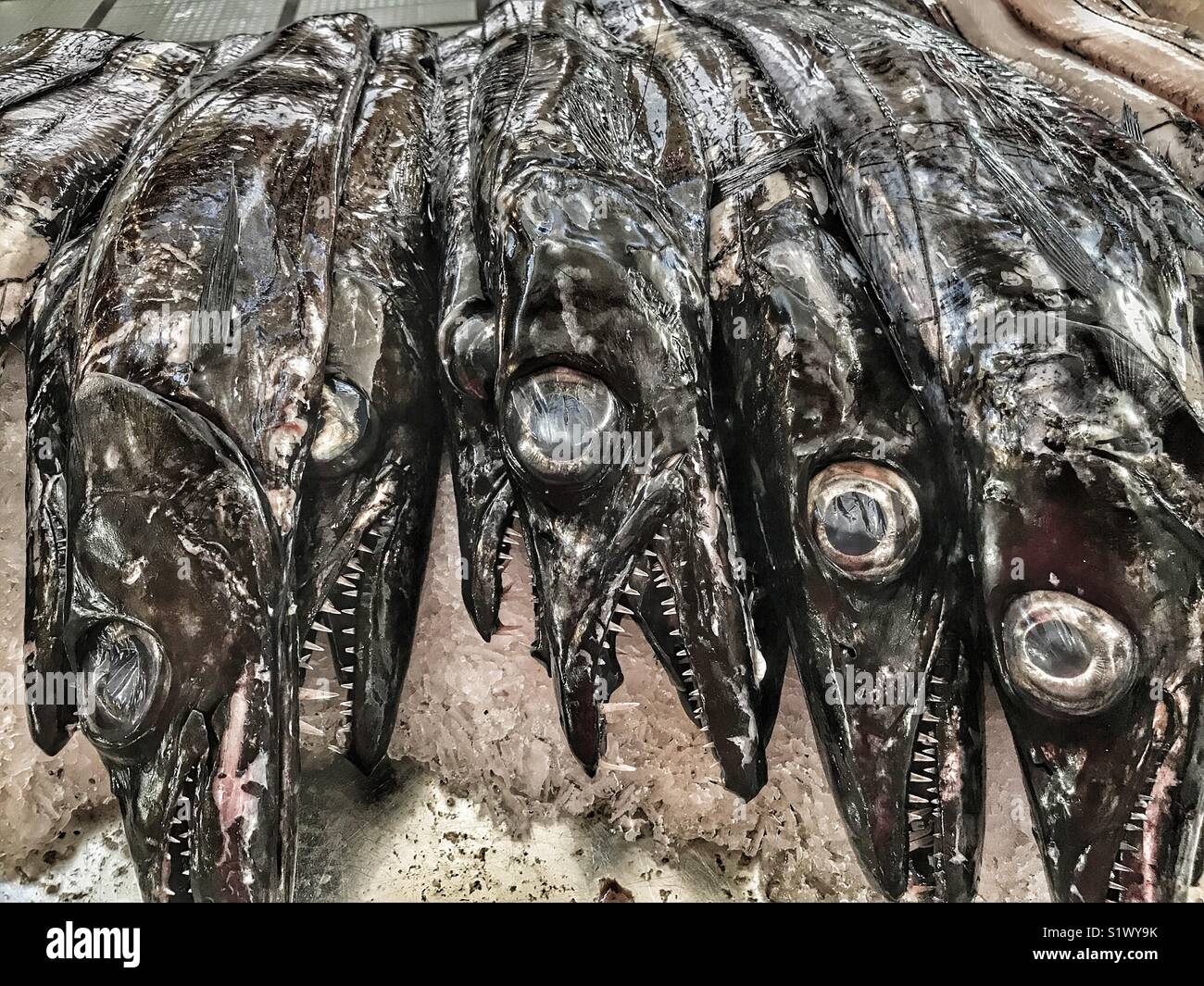Black scabbardfish, Aphanopus carbo, on a fish stall at the Mercado dos Lavradores, Funchal, Madeira, Portugal - Smartphone Captured Stock Image