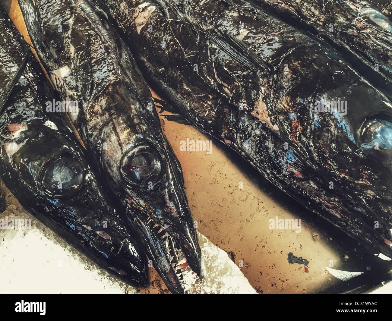 Black scabbardfish, Aphanopus carbo, on ice at a fish stall at the Mercado dos Lavradores, Funchal, Madeira, Portugal - Smartphone Captured Stock Image