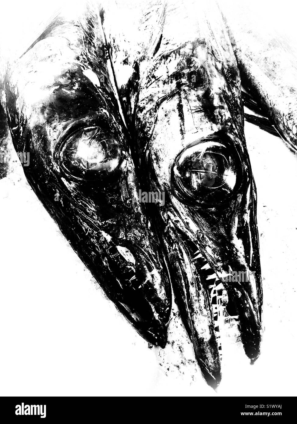 Black scabbardfish, Aphanopus carbo, on ice at a fish stall at the Mercado dos Lavradores, Funchal, Madeira, Portugal - Smartphone Captured Stock Image