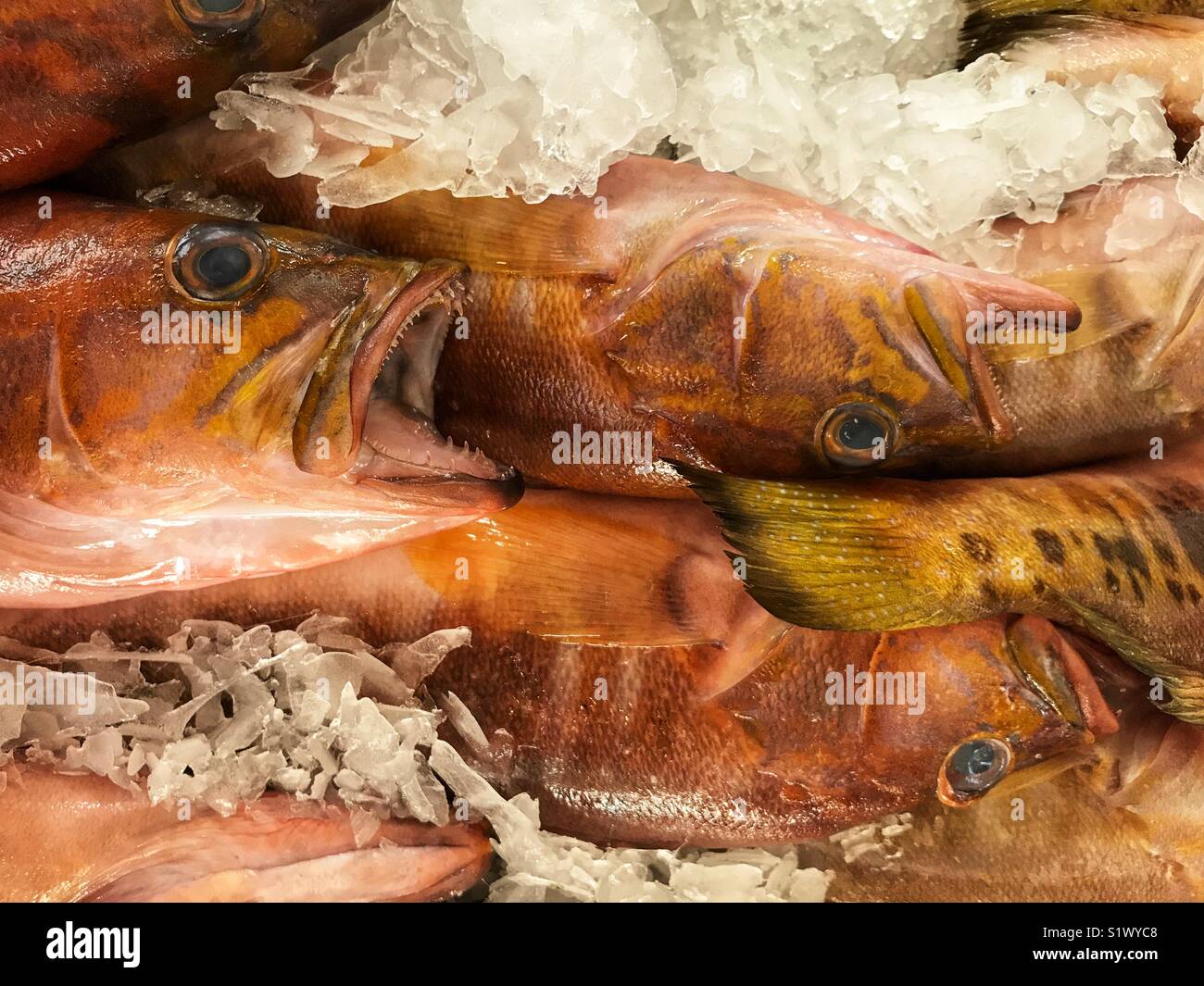 Freshly caught fish on ice for sale at the fish market, Mercado dos Lavradores, Funchal, Madeira, Portugal - Smartphone Captured Stock Image