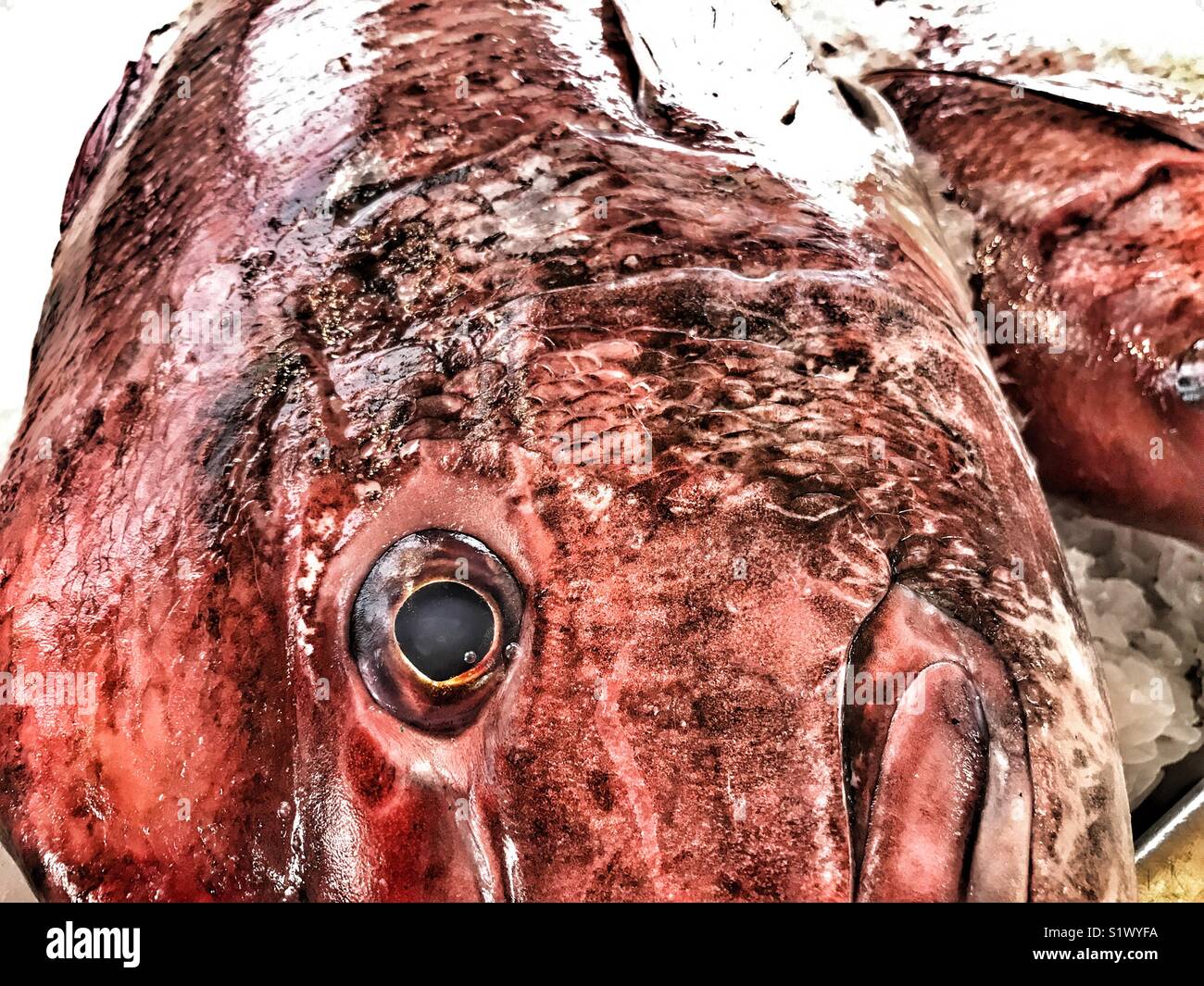 Fish for sale at the fish market, Mercado dos Lavradores, Funchal, Madeira, Portugal - Smartphone Captured Stock Image