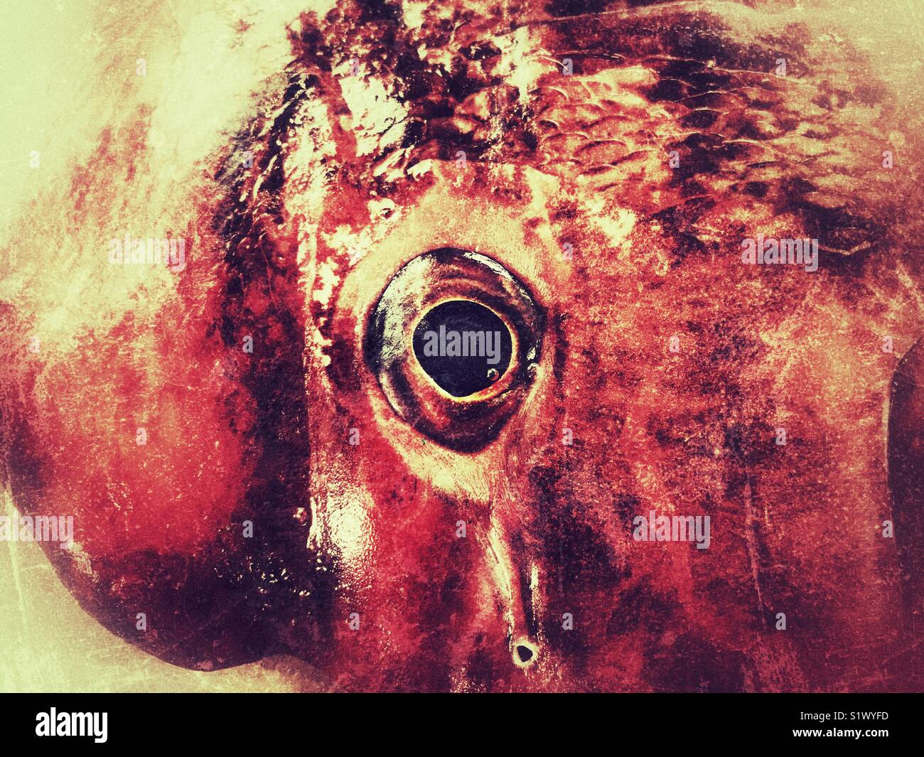 Fish for sale at the fish market, Mercado dos Lavradores, Funchal, Madeira, Portugal - Smartphone Captured Stock Image