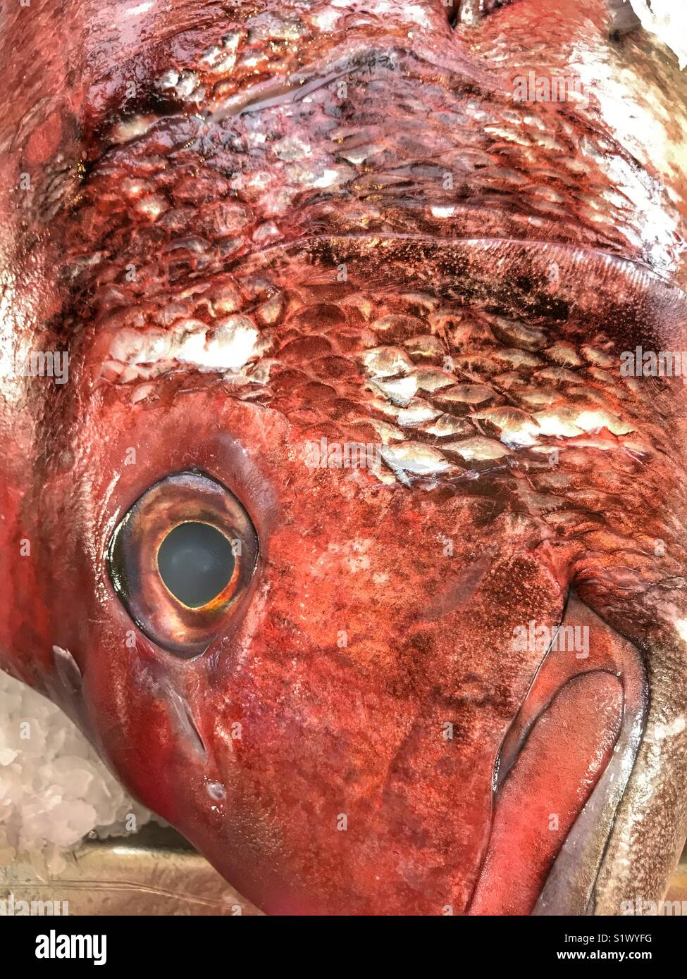 Fish for sale at the fish market, Mercado dos Lavradores, Funchal, Madeira, Portugal - Smartphone Captured Stock Image
