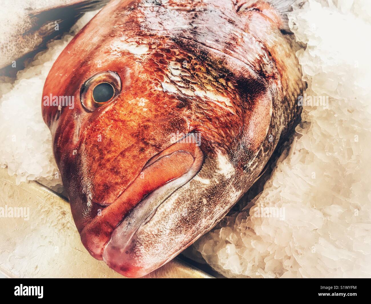 Fish for sale at the fish market, Mercado dos Lavradores, Funchal, Madeira, Portugal - Smartphone Captured Stock Image