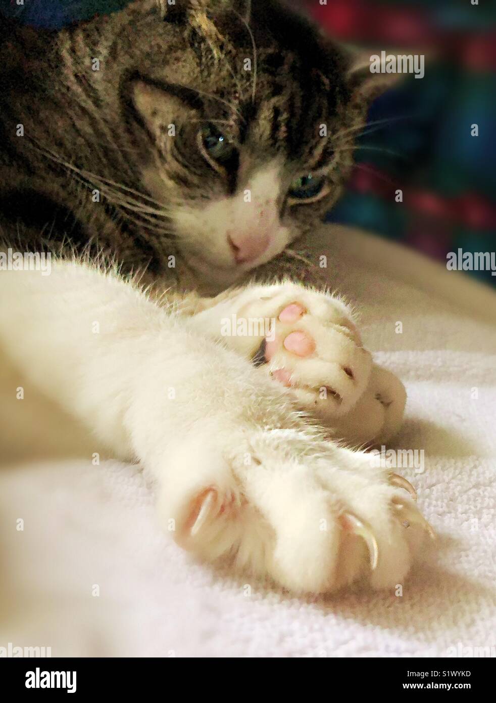 Paw , pet, fur and feline! - Smartphone Captured Stock Image
